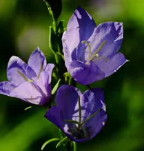 GreenThumb Ultrafine Colloidal Flower + Plant protection against fungus + disease - Healthy growth