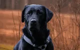 Black Dog : hyper-swing depression - mood swings -  65% Ruby~Red Gold @ 25ppm Formula;  .999 Pure - No Additves. Helps maintain equalibrium. 100% Organic