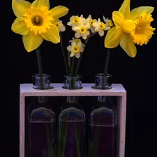 Alchemists Elixir of Life tm. The Ultimate Life Elixir of Choice:List Price $228 SPECIAL INTRO OFFER