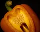 YOU AND YOUR PARTNER - Protection and Defense against illness, germs, viruses, bacteria = Restore and Revitalize - SAVE $50.00