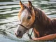 PEGASUS EQUINOX - IMPLODED COLLOIDAL WATER  FOR:-  HORSES FOR COURSES : half liter