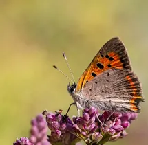 COPPERNICUS SUPREME (copper) © 485ppm; with 5% added Zinc 11ppm (nearly 40 times stronger than regular copper )
