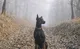 Black Dog : hyper-swing depression - 65% Ruby~Red Gold @ 25ppm Formula; .999 Pure - No Additves