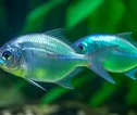 AquaLife tm. Colloidal Formula for FISH + AMPHIBIANS (medium.50ml) (ID AQL2. 50ml.)