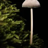 FUNGUS/DESTROY tm. Kill off and wipe out fungus infections safely without harmful drugs: Effective on Skin and Nails100ml.
