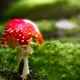 FUNGUS/DESTROY tm. Kill off and wipe out fungus infections safely without harmful drugs: Effective on Skin and Nails100ml.
