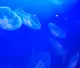 AquaLife tm. Colloidal Formula for FISH + AMPHIBIANS (medium.50ml) (ID AQL2. 50ml.)
