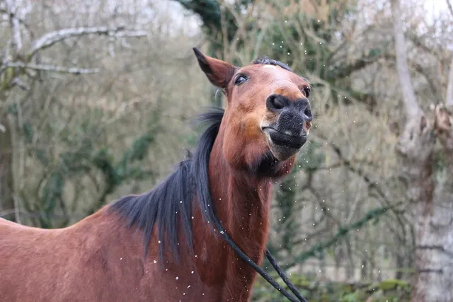 PEGASUS EQUINOX - IMPLODED COLLOIDAL WATER  FOR:-  HORSES FOR COURSES : half liter