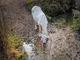 PEGASUS EQUINOX - IMPLODED COLLOIDAL WATER  FOR:-  HORSES FOR COURSES : half liter